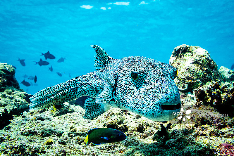 特写热带河豚咸水气球箱鱼在海里游泳，马尔代夫图片素材