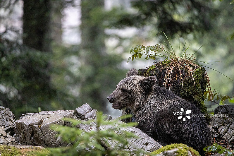 侧面的棕色灰熊欧亚棕熊坐在岩石上的森林，斯洛维尼恩，斯洛文尼亚图片素材