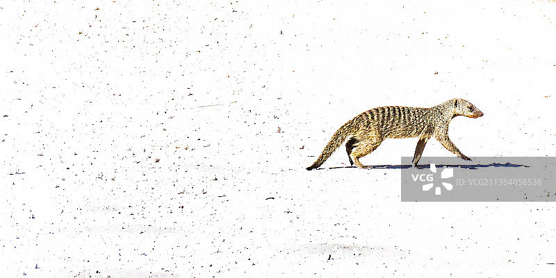 纳米比亚，狐獴走在白雪覆盖的土地上的侧面图片素材