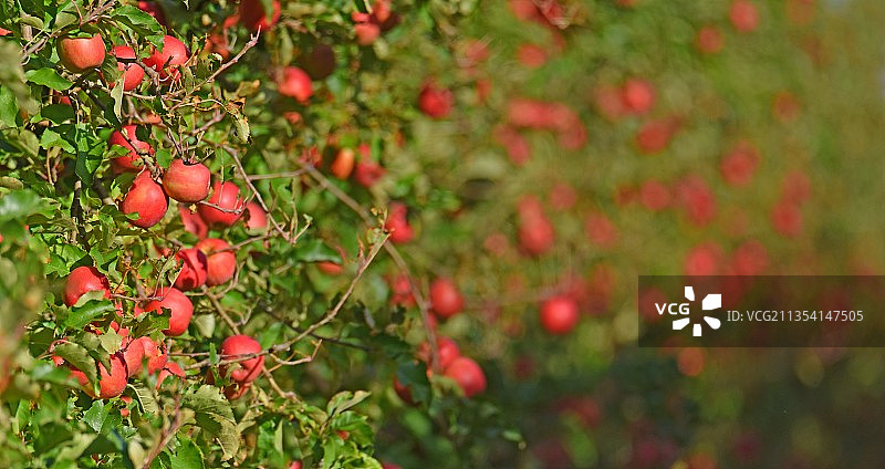 法国蒙特卡莱特，树上长着粉红色的女苹果图片素材