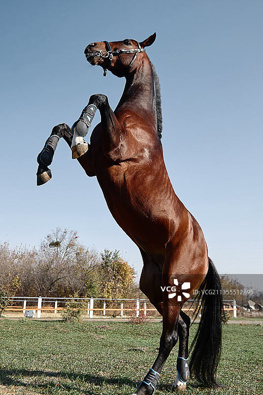 纯种马在田野上跳跃对天空的侧面视图图片素材