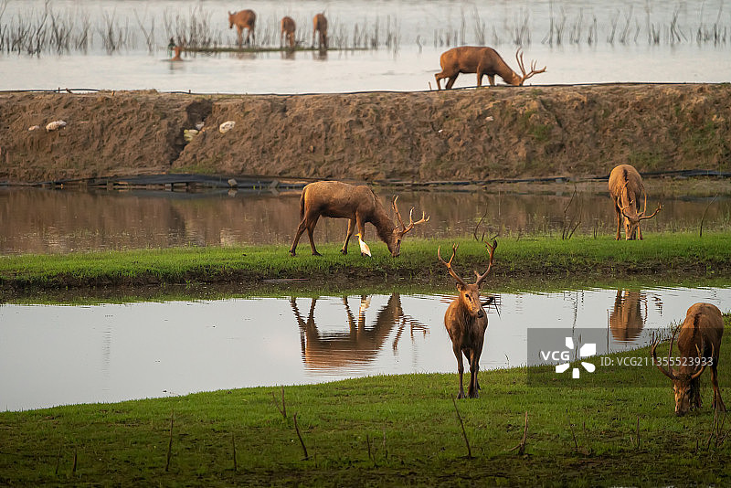 湿地麋鹿图片素材