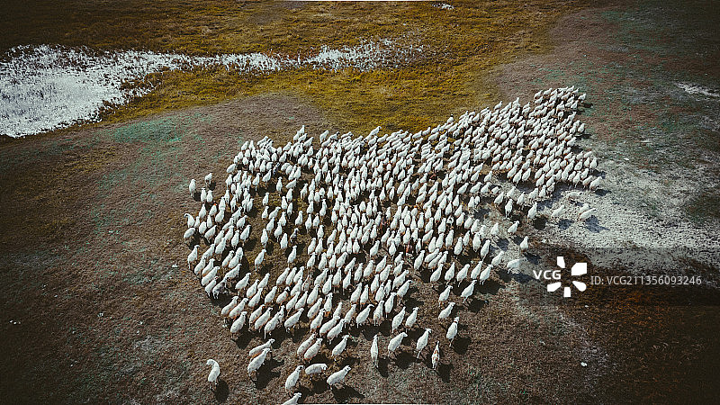 航拍树林里的羊群图片素材