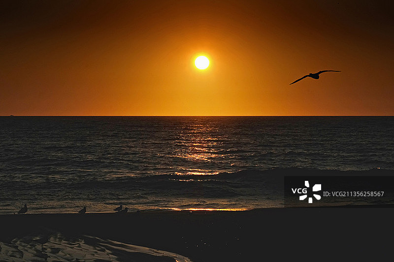 在日落时，海鸥的剪影飞过天空，雷霍伯海滩，特拉华州，美国图片素材