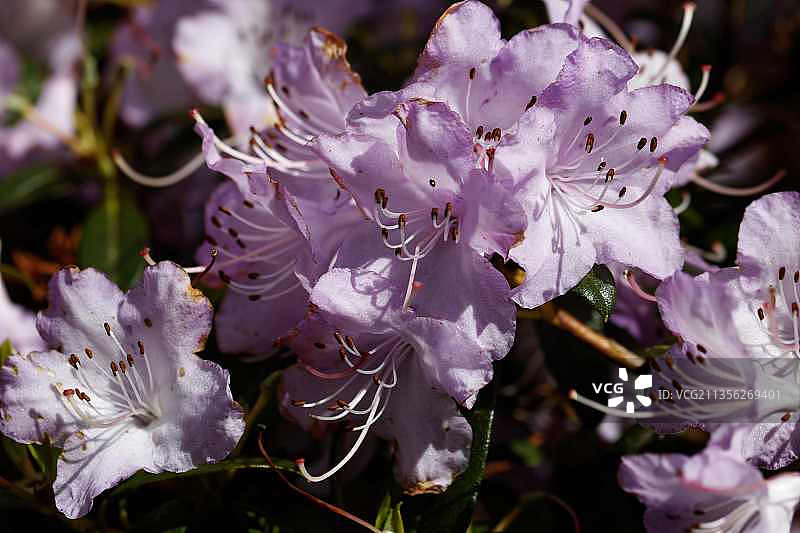 新西兰达尼丁，紫色花朵的特写图片素材