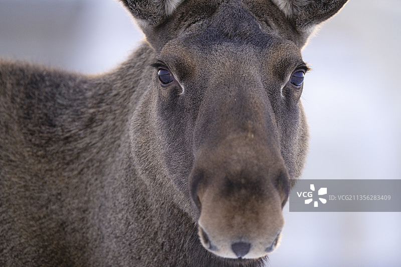 驼鹿或麋鹿，在隆冬的雪中图片素材