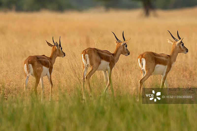印度，塔尔查帕尔黑鹿保护区，鹿站在野外的侧面图片素材