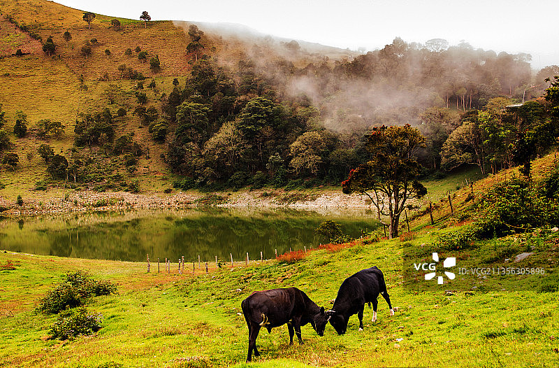 委内瑞拉，牧场上吃草的奶牛的高角度视图图片素材