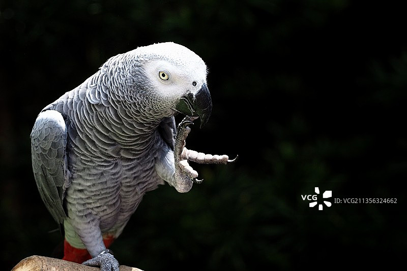 非洲灰鹦鹉栖息在木头上的特写镜头图片素材