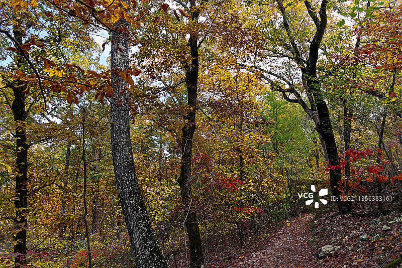 秋天森林里的树木，美国，美国图片素材
