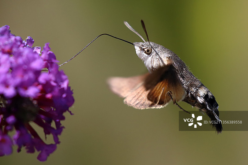 蝴蝶在紫色花朵上授粉的特写镜头图片素材