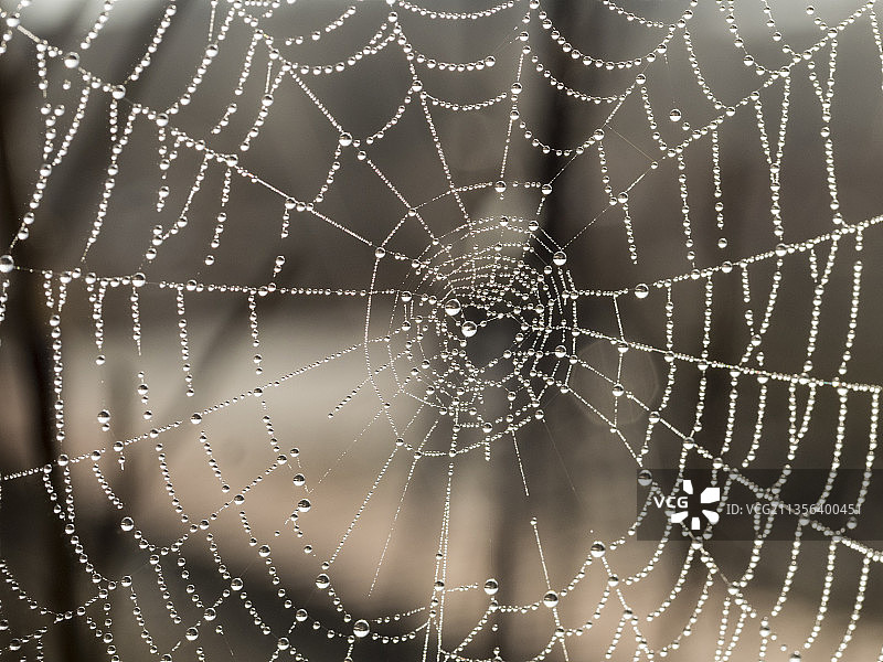 湿蜘蛛网的全帧镜头图片素材