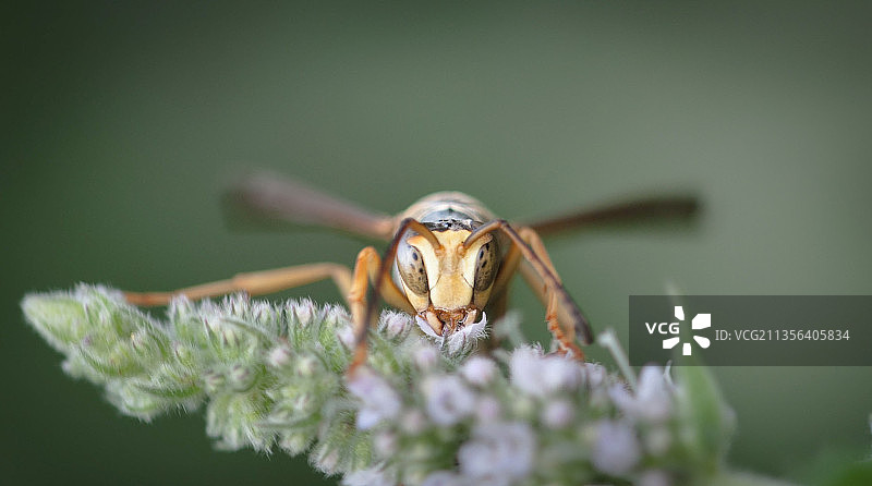 昆虫在花上的特写镜头，韦恩堡，美国印第安纳州，美国图片素材