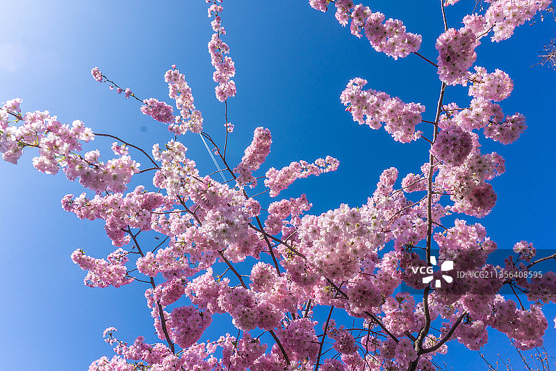 蓝色天空下的樱花低角度图片素材