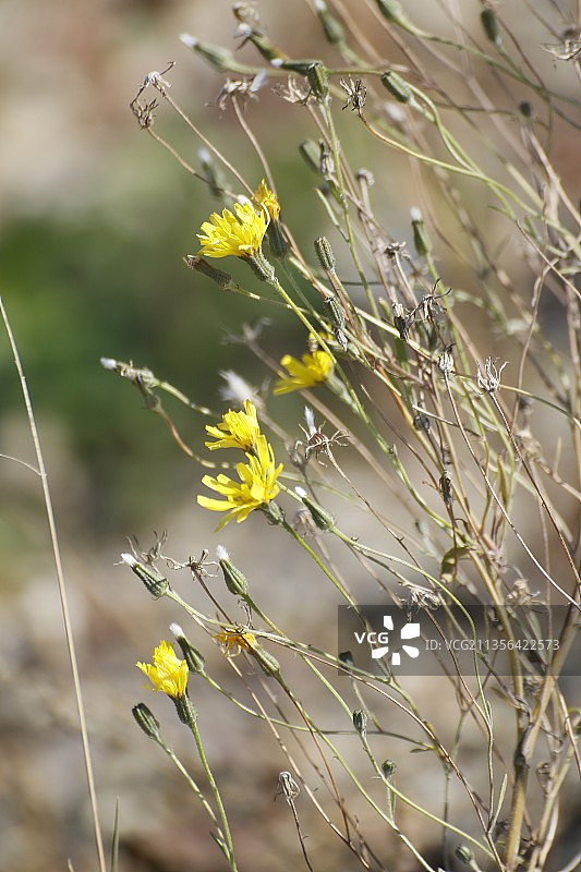 田野上黄色开花植物的特写图片素材