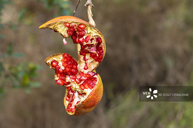 西班牙，悬挂在植物上的红辣椒特写图片素材
