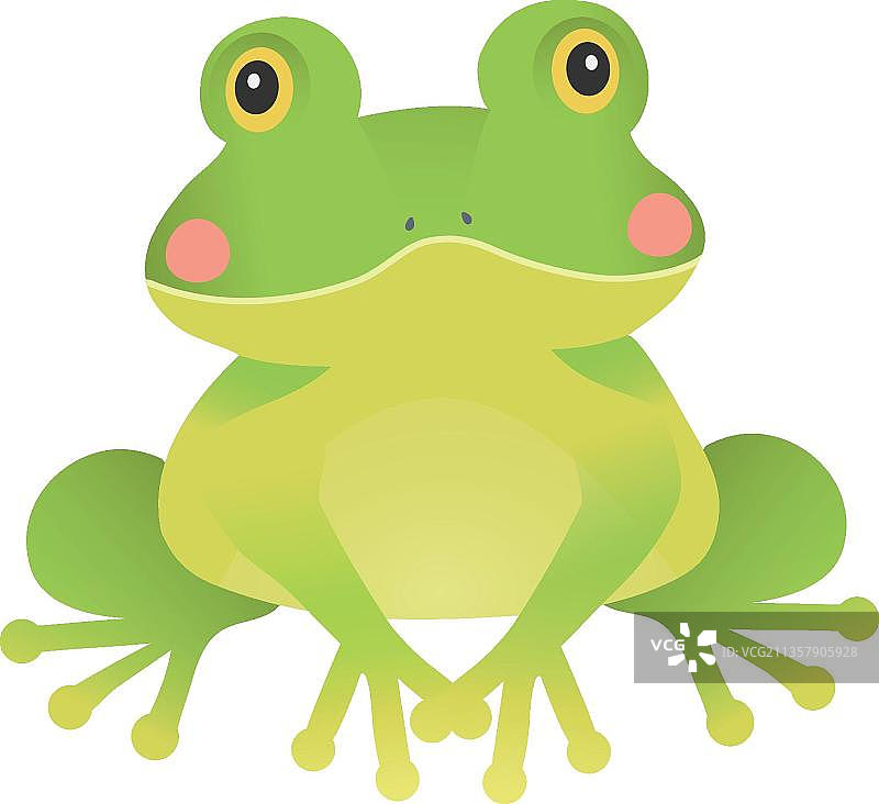 台湾树蛙插图图片素材