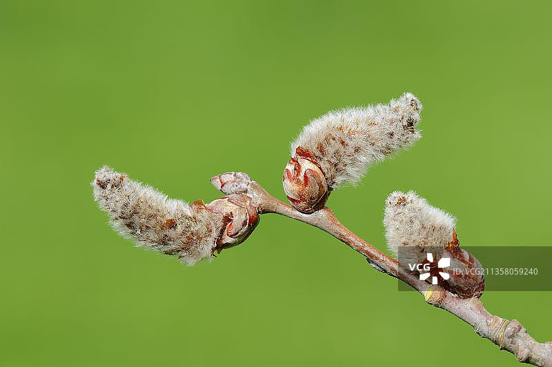 雄花，北莱茵-威斯特伐利亚(canescens杨)，灰色杨树，柔荑花序，德国，欧洲图片素材