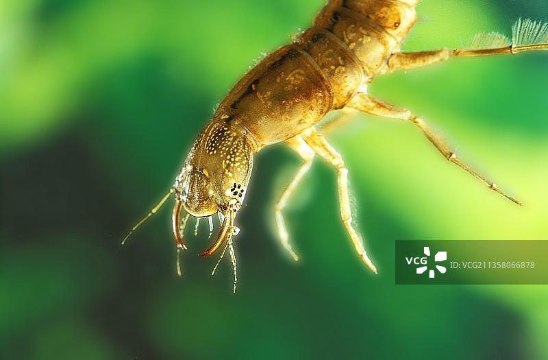 大潜水甲虫，幼虫，在诺曼底的池塘图片素材