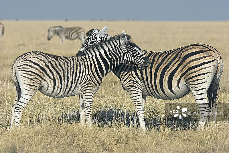 波切尔斑马，梳理，纳米比亚埃托沙国家公园，普通斑马，侧面，非洲图片素材