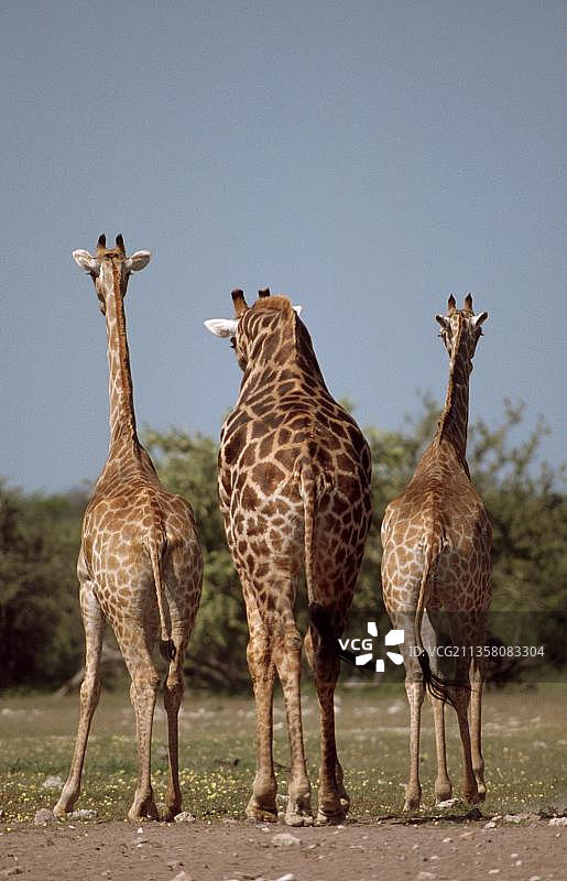 长颈鹿，安哥拉长颈鹿(Giraffa camelopardalis angolensis)，非洲Etosha国家公园，哺乳动物，哺乳动物，有蹄动物，偶蹄动物，户外，户外，从后面，…非洲纳米比亚的Etosha国家公园图片素材
