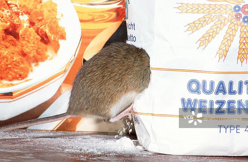 吃面粉的黄颈鼠，德国下萨克森州，欧洲图片素材