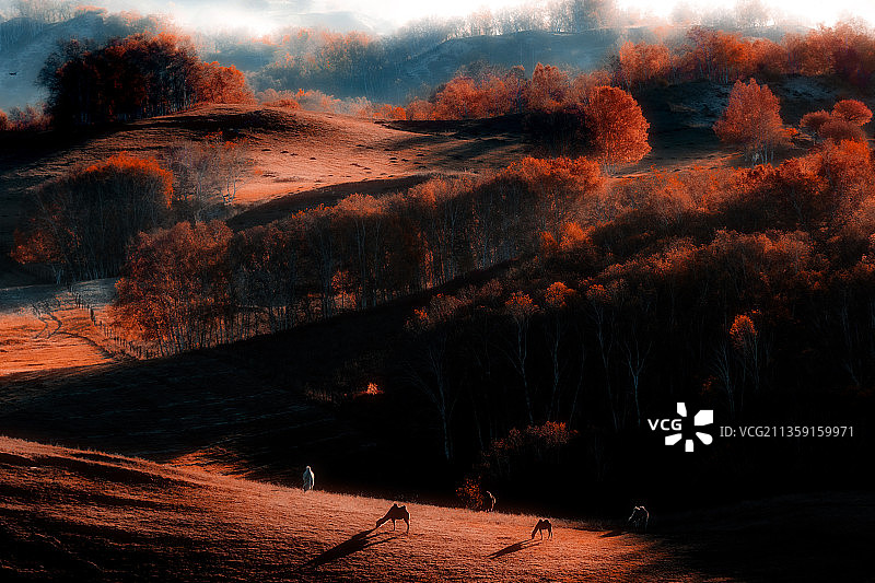 秋季坝上塞外乌兰布统草原丘陵层次光影晨雾马白桦图片素材