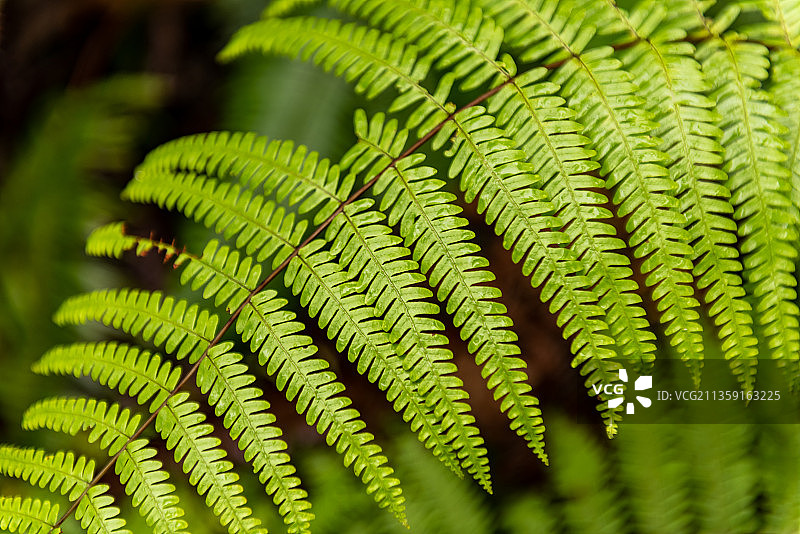下雨后清新感觉的翠绿的树叶图片素材