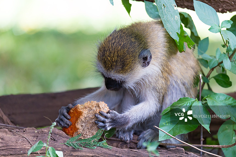 松鼠在树上吃食物的特写镜头图片素材