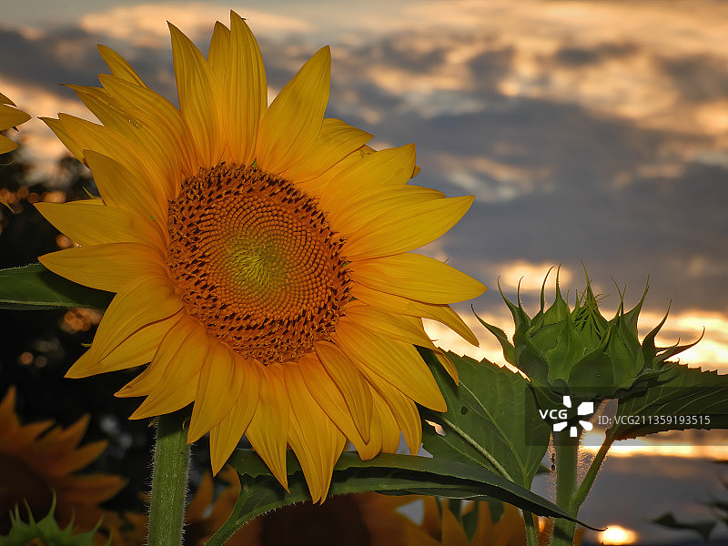 日落时向日葵对天空的特写，尼基福罗斯，希腊图片素材