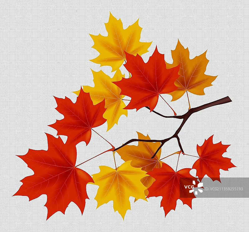 一束秋收的枫叶元素图片素材