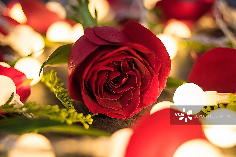 灯光中的红玫瑰花瓣,梦幻浪漫情人节背景素材图片素材