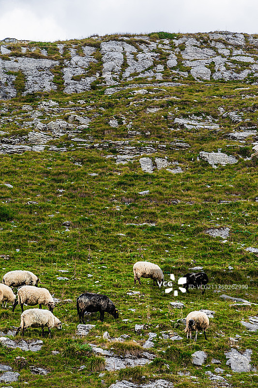 羊群在牧场上吃草的高角度视图图片素材