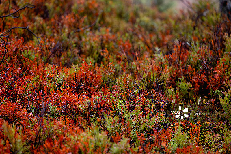 红色开花植物在田间的全框镜头图片素材