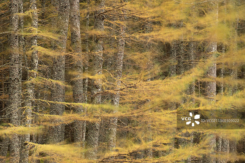 秋天森林的风景，Dundonnell,Garve，英国，英国图片素材