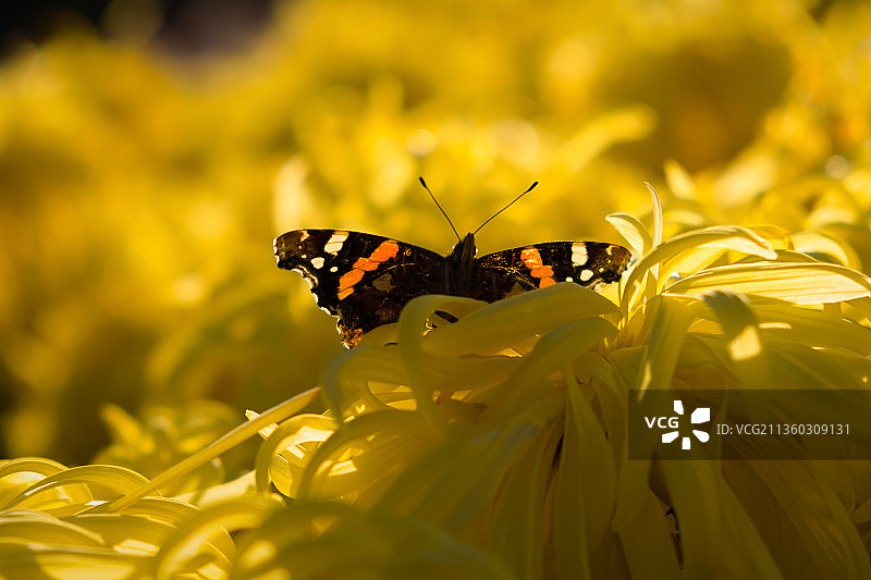 蝴蝶瓦妮莎亚特兰大菊花特写，蝴蝶在黄花上授粉的特写图片素材