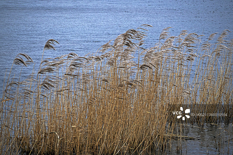 湖旁草地的高角度视图，远林斯国家自然保护区，英国，英国图片素材