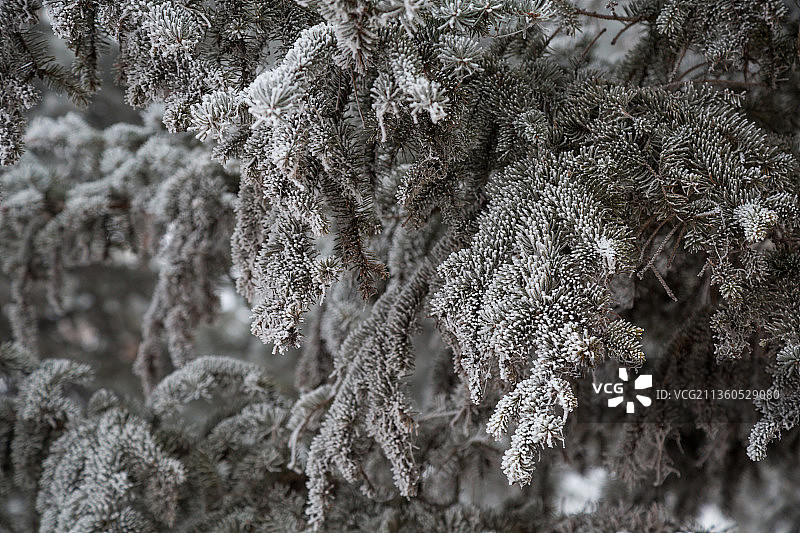 冬天雾凇，松树，霜，雪，特写图片素材
