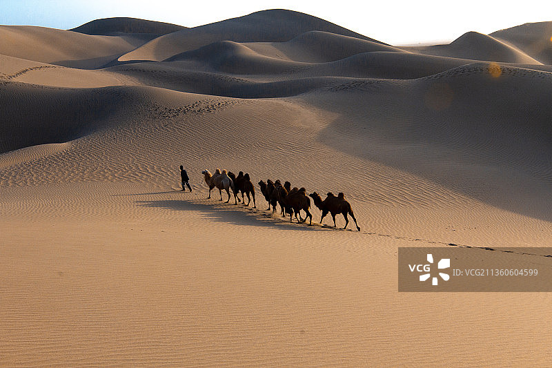 中国内蒙古阿拉善巴丹吉林沙漠骆驼光影图片素材