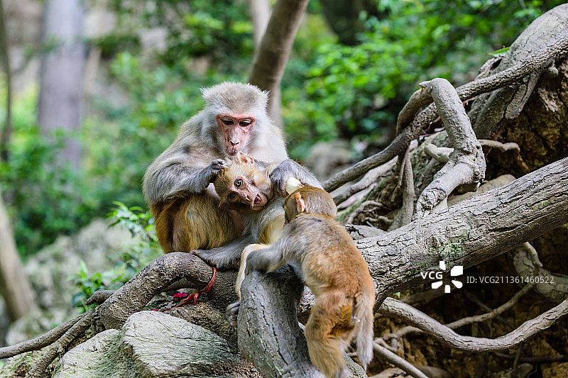 贵州贵阳黔灵山的猴子图片素材