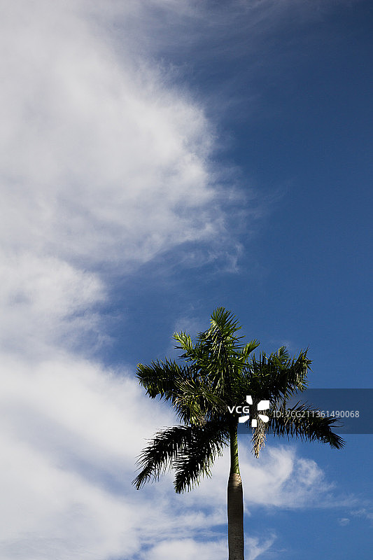清晰，低角度的棕榈树对着天空图片素材