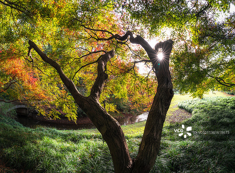 秋天逆光下的自然风光鸡爪槭枫叶图片素材