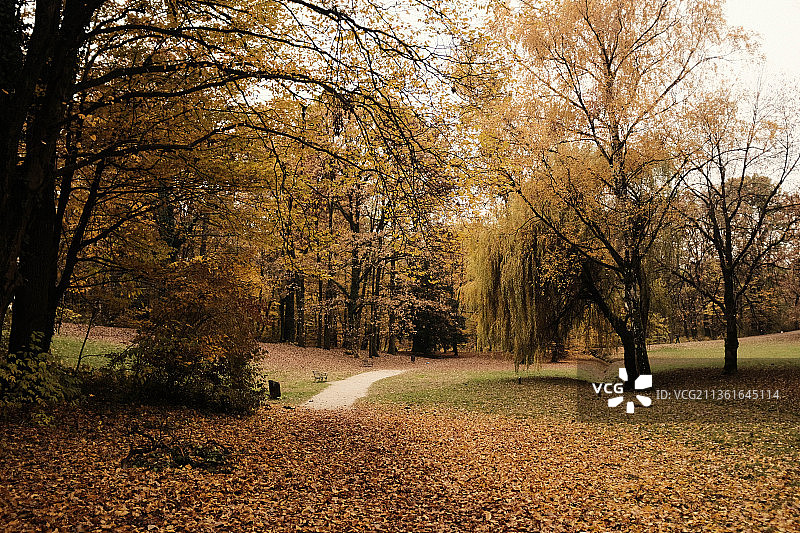 2021年秋天，秋天公园里的树木，马克西米尔公园，克罗地亚图片素材