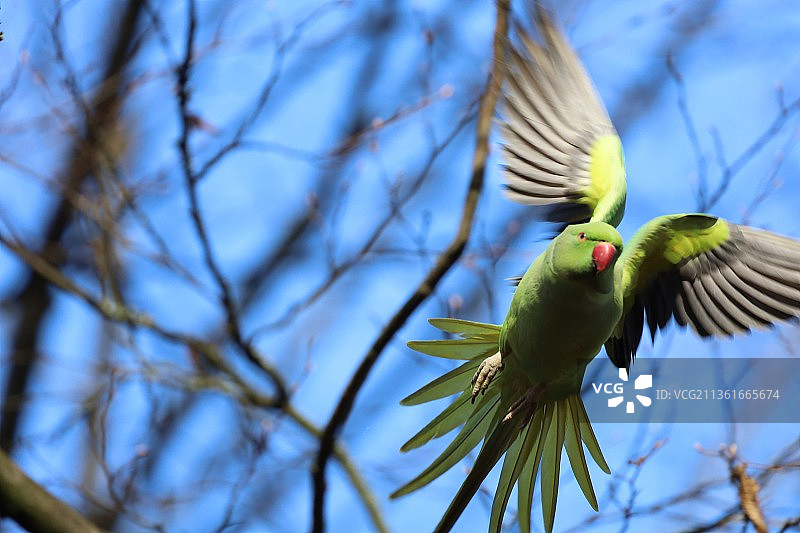 鹦鹉，低角度的鹦鹉栖息在树上图片素材