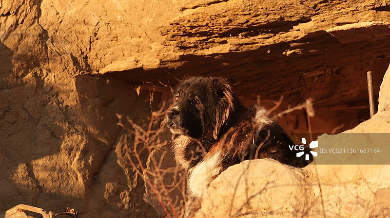 纯种狗坐在岩石上的肖像图片素材