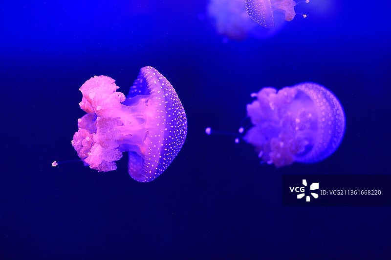霓虹，水母在海里游泳的特写镜头图片素材