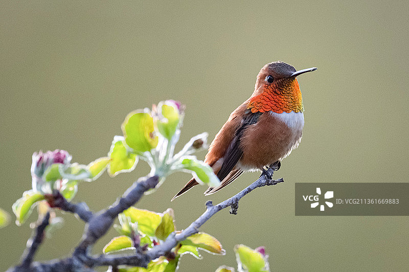 红褐色，蜂鸟栖息在树枝上的特写镜头图片素材