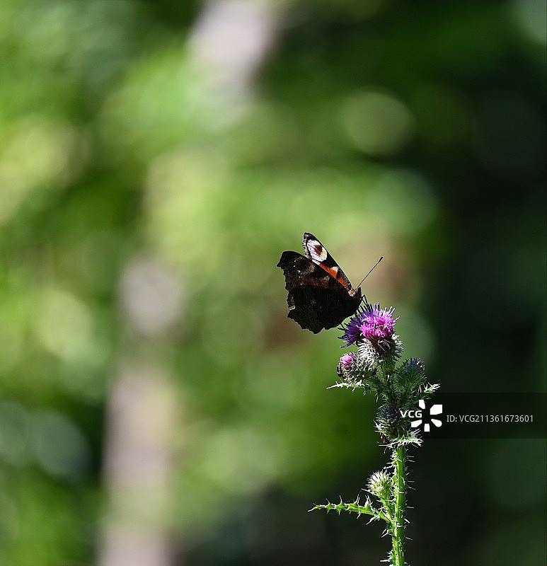 孔雀蝴蝶，蝴蝶在紫色花朵上传粉的特写图片素材
