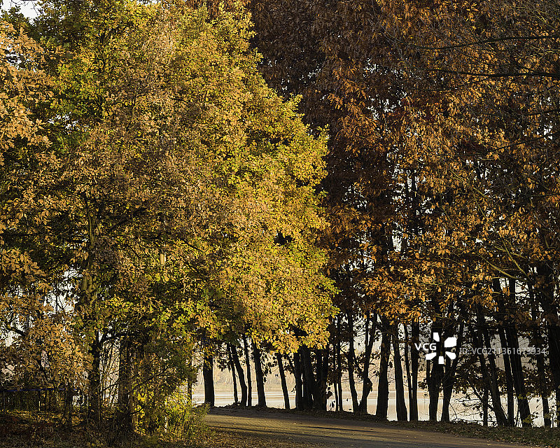 秋天的两种颜色，波兰秋天公园里的树木图片素材