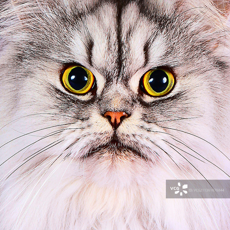 白色和灰色波斯脸的特写，特写的猫图片素材